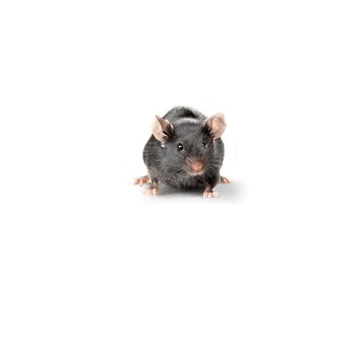B6D2F1/Crl mouse
