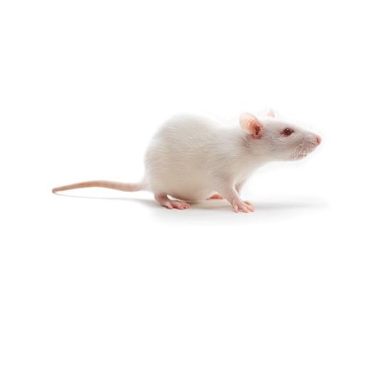 CD_IGS_Rat417x235.jpg