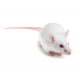BALB/c meterozygous mouse (NU+ B/c