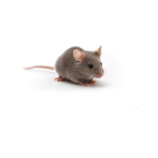 CB6F1_Mouse_417x235_0.jpg