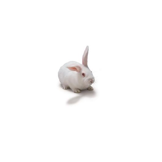 New Zealand White rabbit