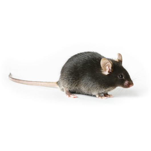 002052 ApE KO mouse