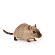 Maintenance diet for hamsters