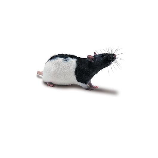 Long-Evans_Rat_417x235.jpg