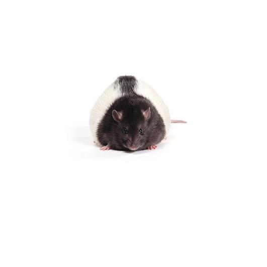 Zucker obese rat