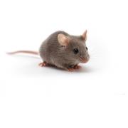 CB6F1 mouse, CB6F1/Crl