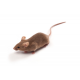 dba_db_jax_640.png