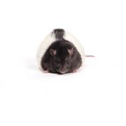 Zucker rat, Crl:ZUC(Orl)-Leprfa