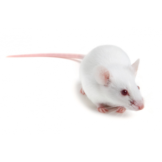 CD-1® heterozygous mouse (NU+ CD-1®), Crl:CD1-Foxn1nu