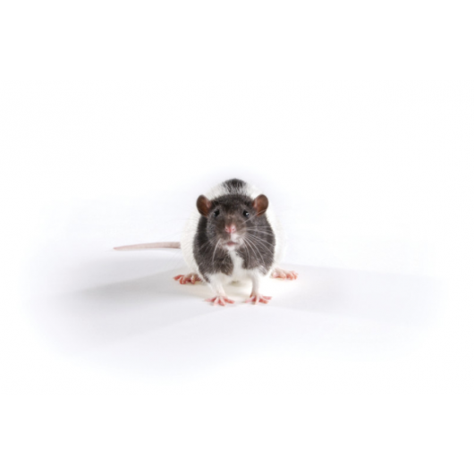 ZSF1 lean rat