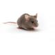 CB6F1_Mouse_417x235_0.jpg