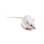 NOD rag gamma (NRG) mouse (JAX™), NOD.Cg-Rag1tm1Mom Il2rgtm1Wjl/SzJ