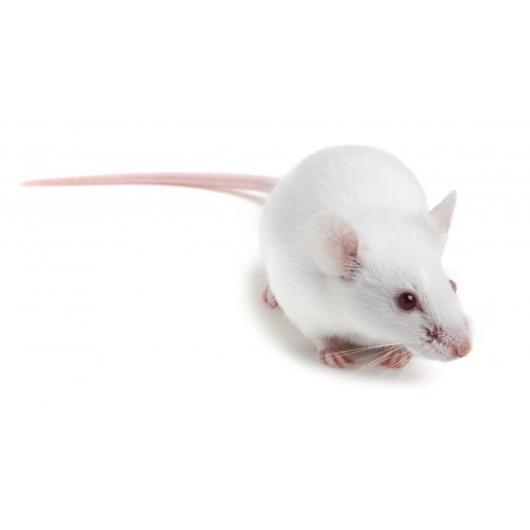 OF1 Mouse model