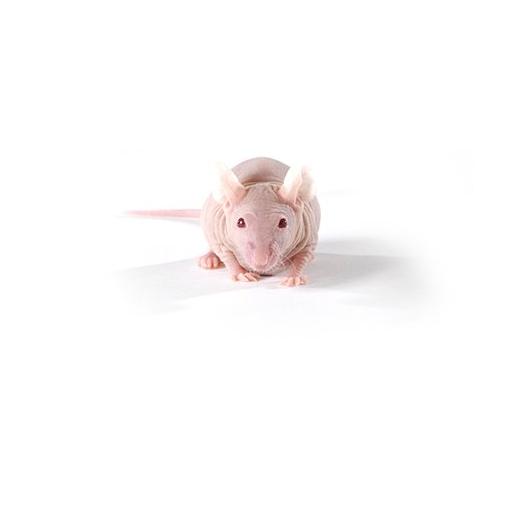 BALBc-_Nude_Mouse_417x235.jpg