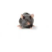 B6D2F1 (BDF1) mouse, B6D2F1/Crl