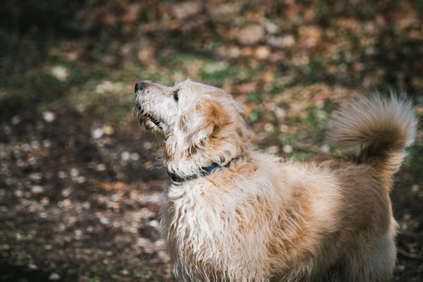 Comment gérer l'obésité chez les chats