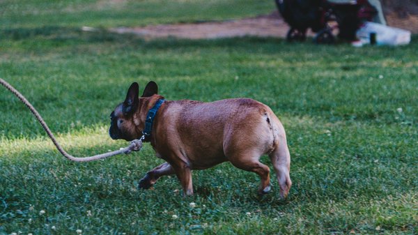 La migration des tortues marines: un phénomène fascinant