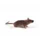 c3h_heouj_jax_640.png