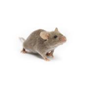 DBA/1J mouse (JAX)