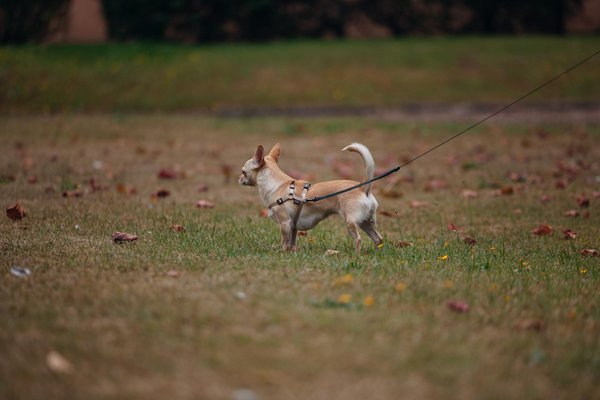 Réservation en ligne pour la vaccination de votre chien