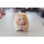 Breeding diet for hamsters