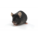 B6D2F1/J Jackson mouse