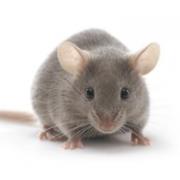 C3H mouse, C3H/HeNCrl