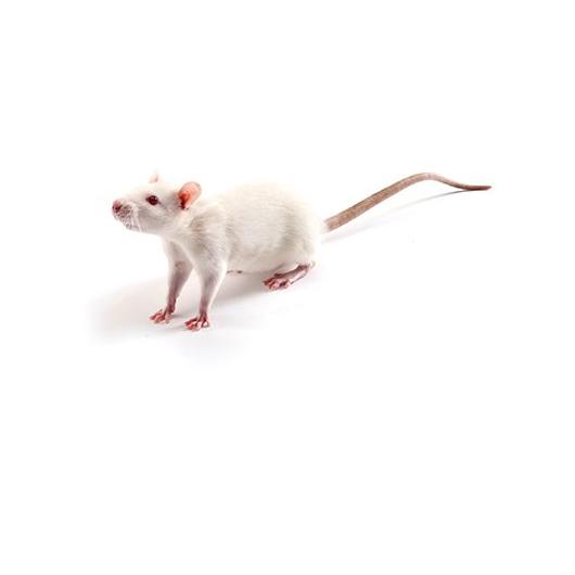 Spontaneously Hypertensive Heart Failure (SHHF) rat