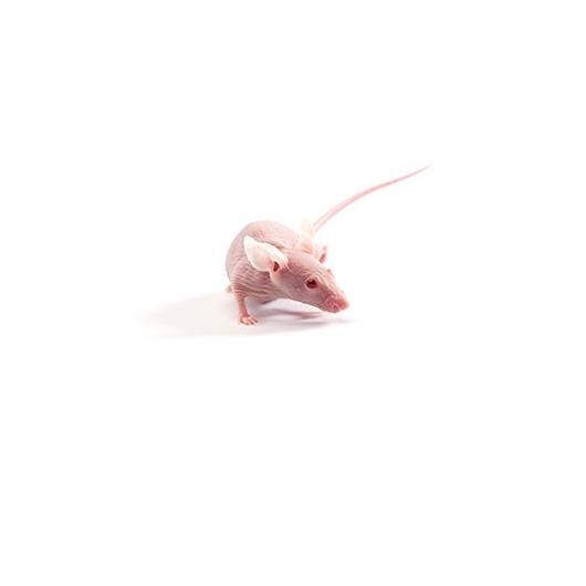 Nude3_Mouse_417x235.jpg