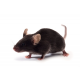 K18-hACE2 mouse (JAX™)