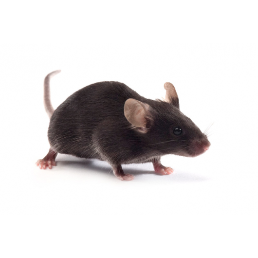 c57_bl6j_jax_640.png