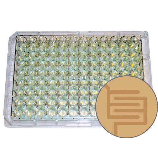 ECIS cultureware 96w10idf PET