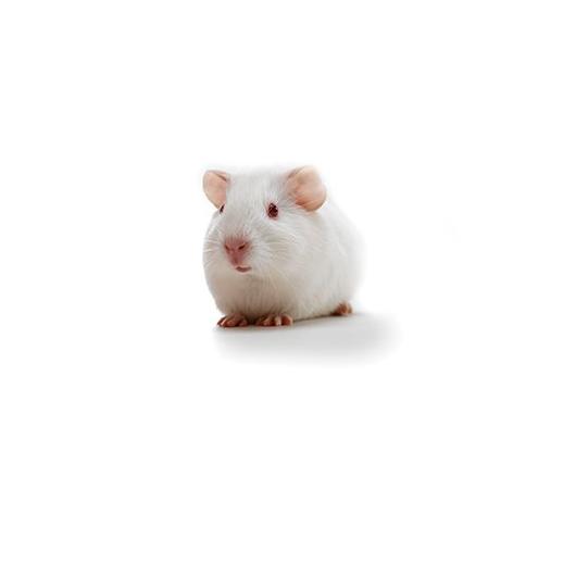 Hartley guinea pig