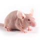 NMRI Nude mouse