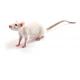 Spontaneously Hypertensive Heart Failure (SHHF) rat