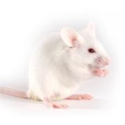 Fox Chase CB17™ mouse
