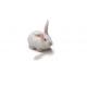 New Zealand White rabbit