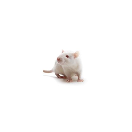 Albino rat