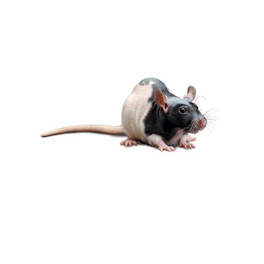 nude_Rat_417x235.jpg