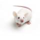 NMRI Mouse, Crl:NMRI(Han)