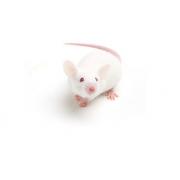 SCID mouse, CB17/Icr-Prkdcscid/IcrIcoCrl