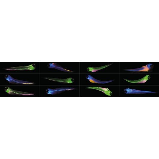 Zebrafish collage_12564x2796_v4