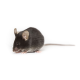 005304 mouse