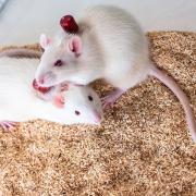 Rat intermittent IV dose