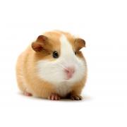 Maintenance diet for guinea pigs