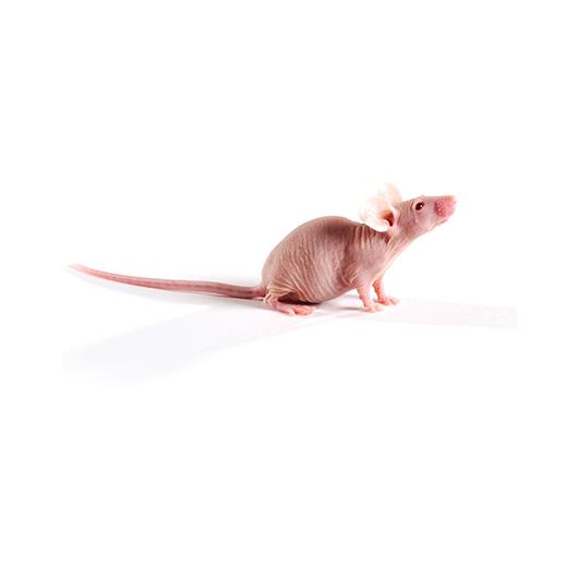 SCID_Hairless_Congenic_417x235%20%281%29.jpg