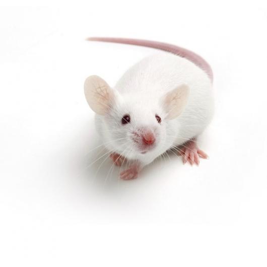 NMRI Mouse, Crl:NMRI(Han)