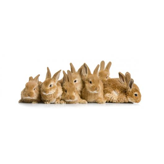 Rabbits breeding diet