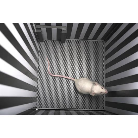 42552
Rat Cage, inside view