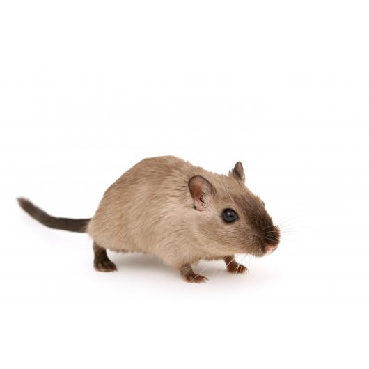 hamster_2